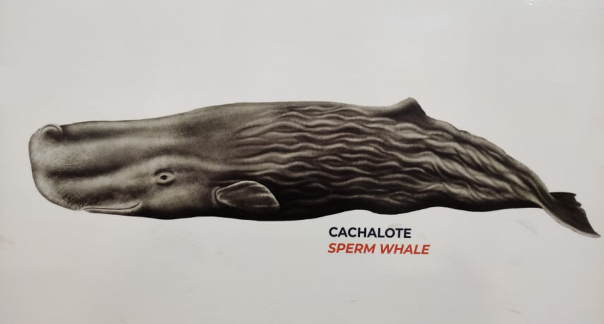 Sperm Whale - Types of Whales in Madeira Island